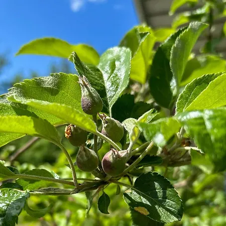 Family House With Large Garden By Ho Bay